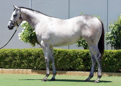 Lot 1137: D’Argento x Cosmology Filly