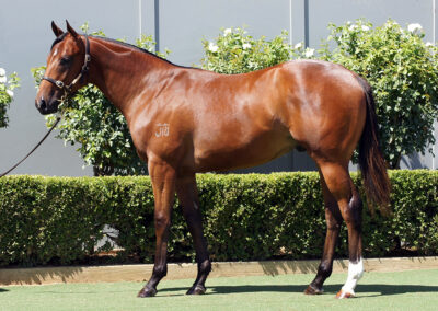 Lot 1190: D’Argento x Genie Colt