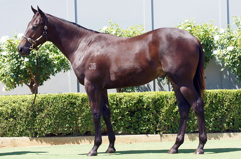 Lot 1223: D’Argento x I’m A Jewel Colt