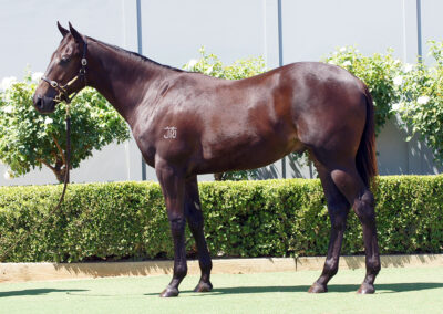 Lot 1223: D’Argento x I’m A Jewel Colt