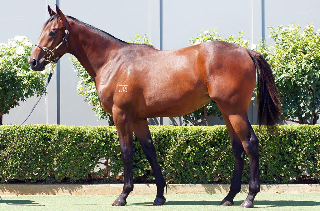 Lot 1224: Cool Aza Beel x Il Professionale Colt