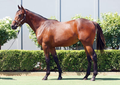 Lot 1224: Cool Aza Beel x Il Professionale Colt