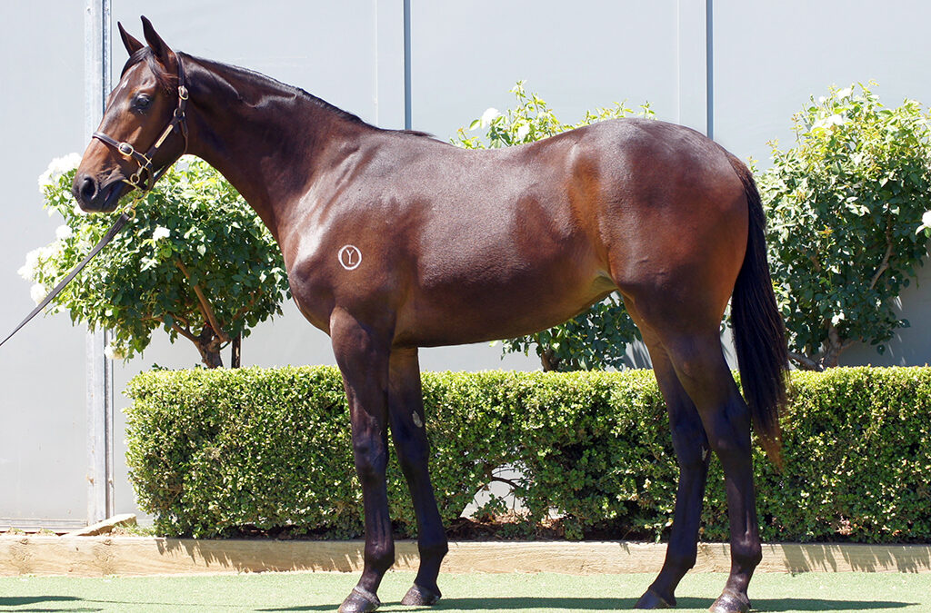 Lot 124: Pride Of Dubai x Abr Al Hudood Filly