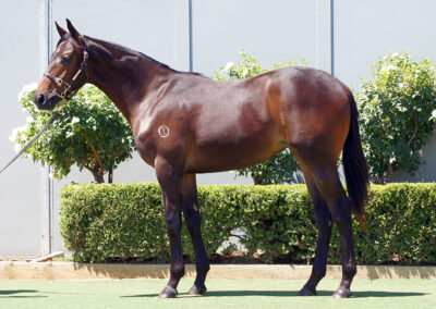 Lot 124: Pride Of Dubai x Abr Al Hudood Filly