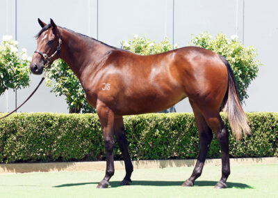 Lot 1290: D’Argento x Miss November Filly