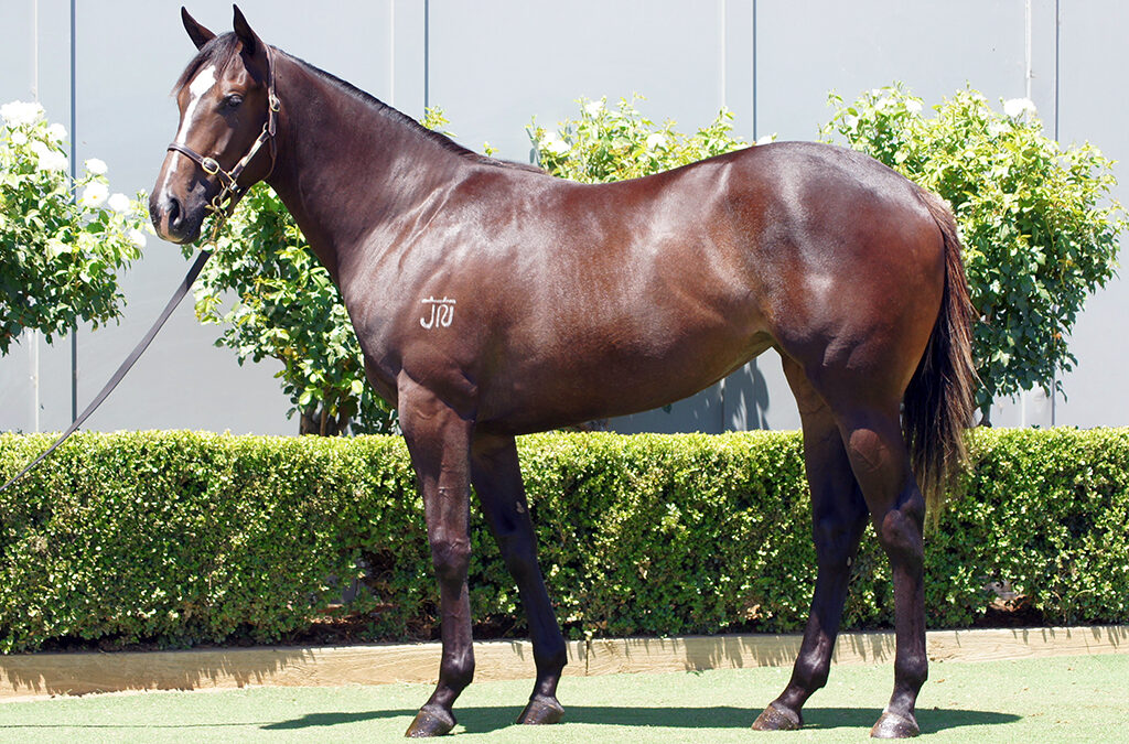 Lot 1363: D’Argento x Savabeel Dynasty Filly