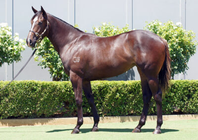 Lot 1363: D’Argento x Savabeel Dynasty Filly