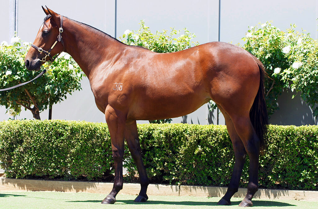 Lot 1372: Acrobat x She Brings Hope Filly