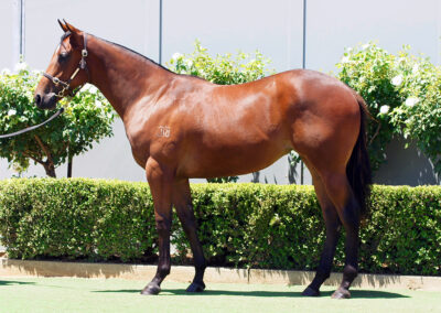 Lot 1372: Acrobat x She Brings Hope Filly