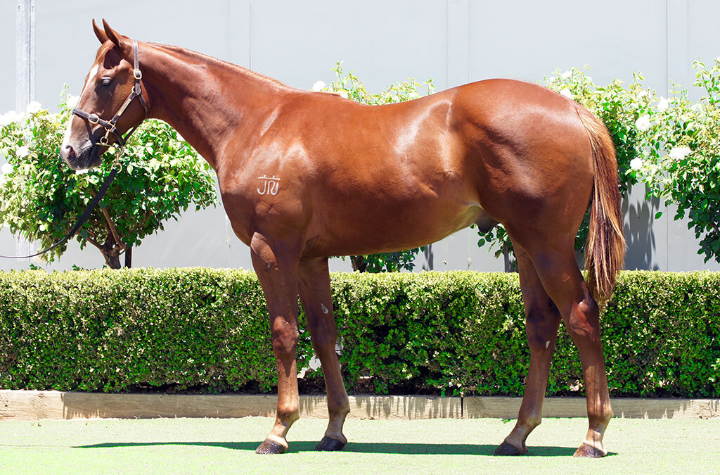 Lot 1381: Yes Yes Yes x Shrug Colt