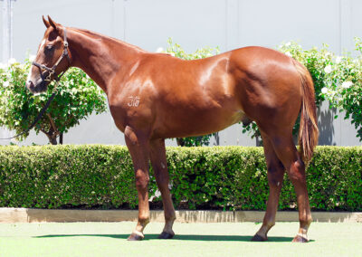 Lot 1381: Yes Yes Yes x Shrug Colt