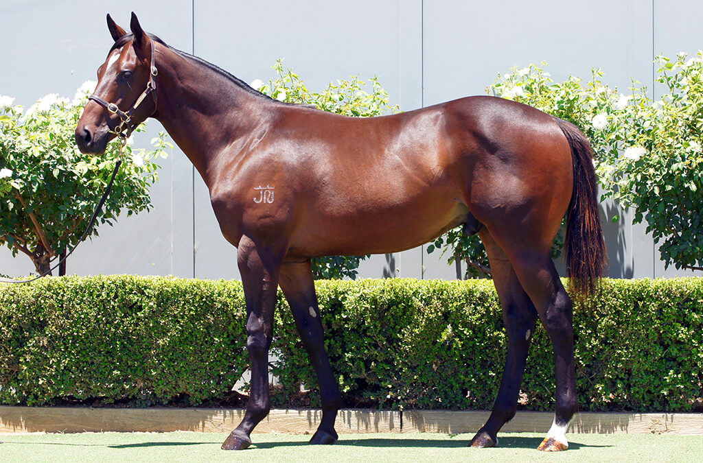 Lot 1384: Astern x Snow White Colt