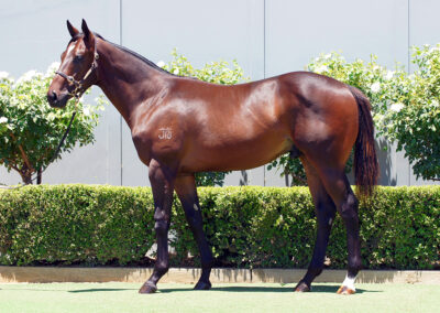 Lot 1384: Astern x Snow White Colt