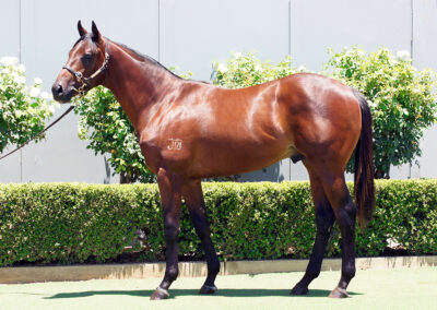 Lot 1395: Tiger Of Malay x Street Of Suemori Colt