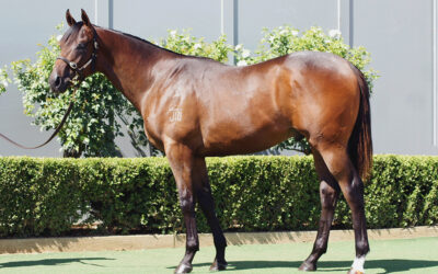 Bowness Mare Investment Rewarded with $650,000 Colt