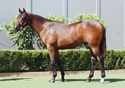 Lot 177: Too Darn Hot x Asteroidea colt