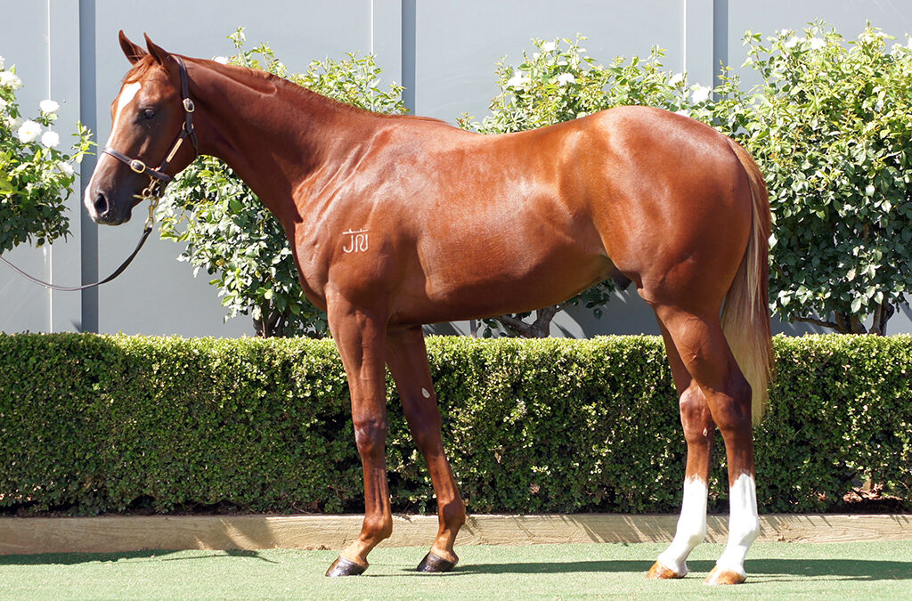 Lot 469: Toronado x Heavenly Bridges colt