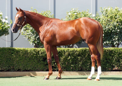 Lot 469: Toronado x Heavenly Bridges colt