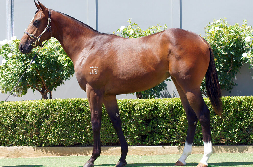 Lot 567: Zousain x Kiss The Sun Filly