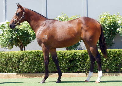 Lot 567: Zousain x Kiss The Sun Filly