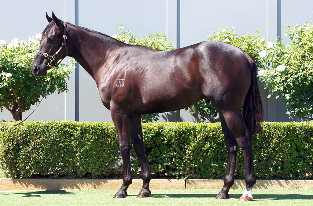 Lot 6: Capitalist x Tarquinn Shadow Colt