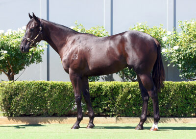 Lot 6: Capitalist x Tarquinn Shadow Colt