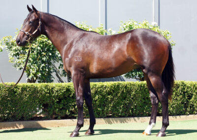 Lot 666: Peltzer x Miss Entice Colt