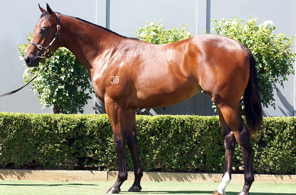 Lot 793: D’Argento x Popular Acclaim Colt