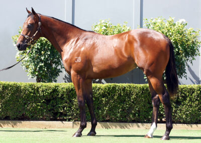 Lot 793: D’Argento x Popular Acclaim Colt