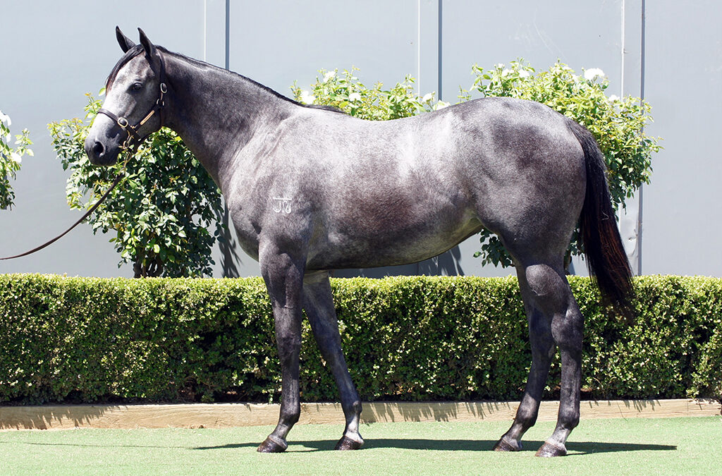 Lot 941: D’Argento x Singho filly