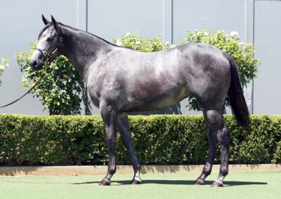 Lot 941: D’Argento x Singho filly