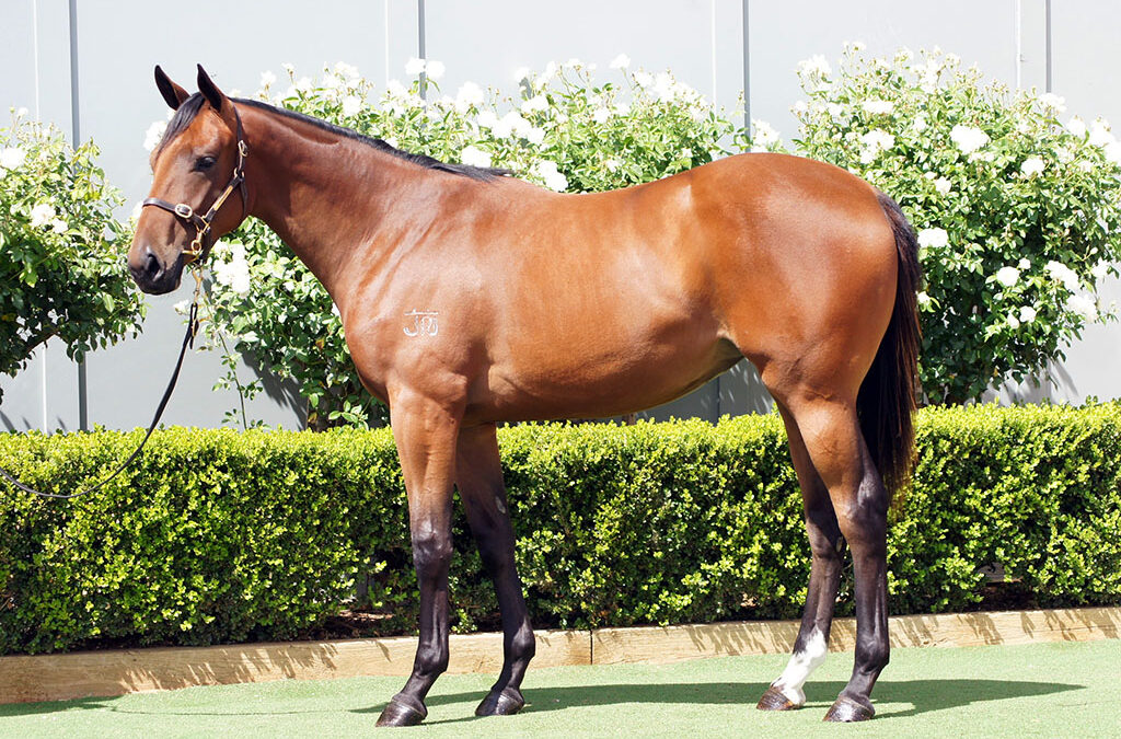 Lot 380: North Pacific x Linden Filly