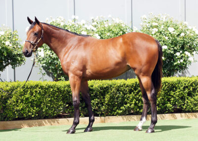 Lot 380: North Pacific x Linden Filly