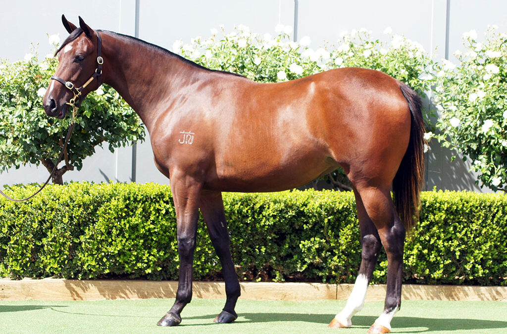 Lot 381: D’Argento x Lionel Left Me Filly