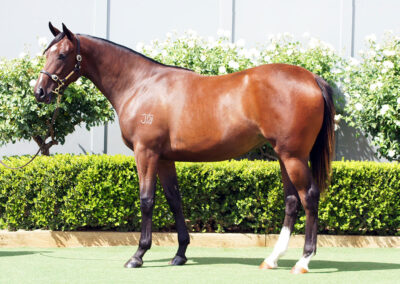 Lot 381: D’Argento x Lionel Left Me Filly