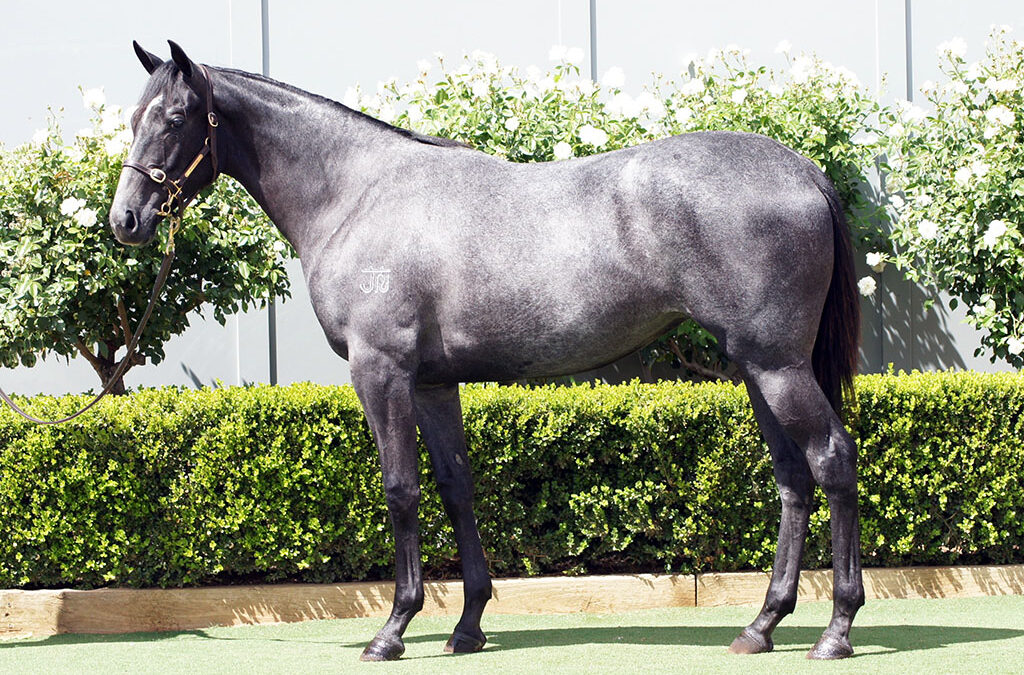 Lot 385: D’Argento x Livvy Lass (NZ) Filly