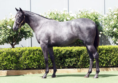 Lot 385: D’Argento x Livvy Lass (NZ) Filly
