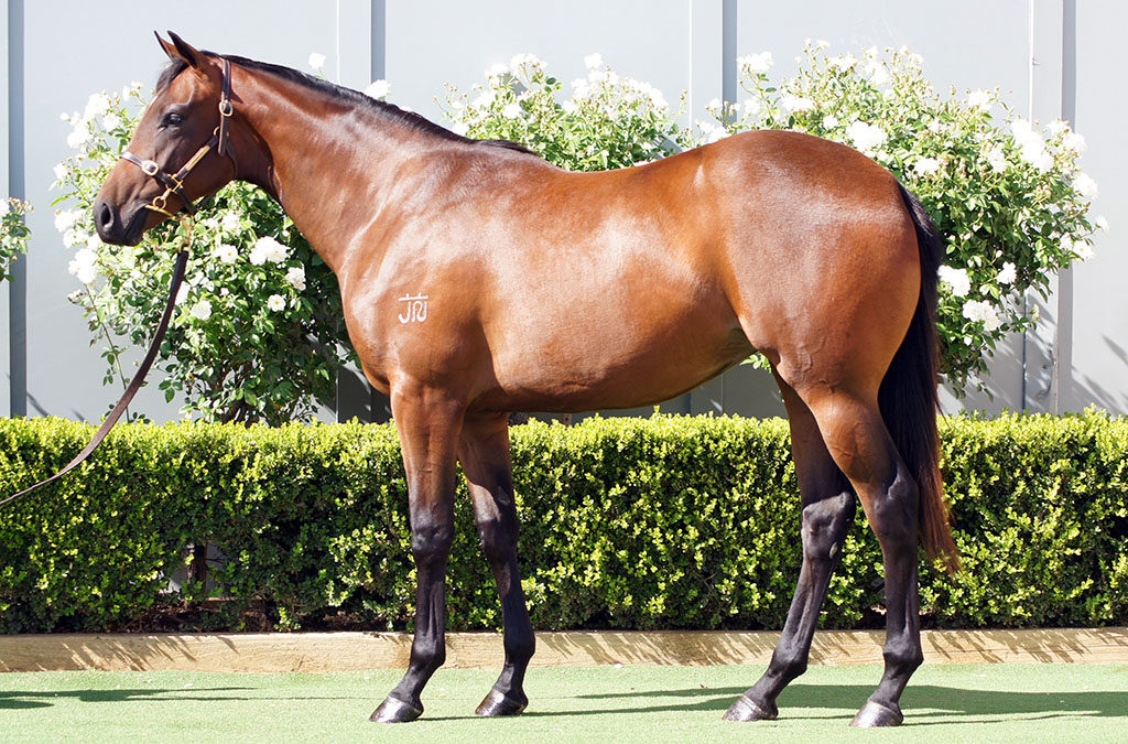 Lot 426: Hellbent x Miss Got Filly