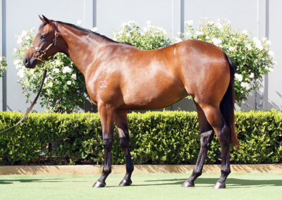 Lot 426: Hellbent x Miss Got Filly