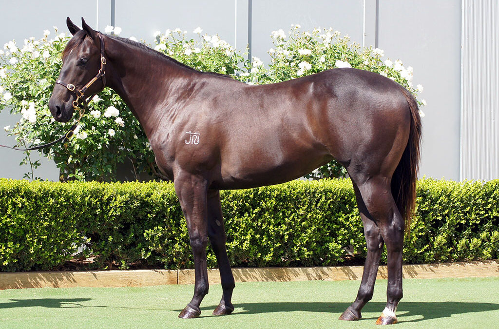Lot 54: Harry Angel x Beautox Filly