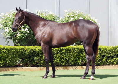 Lot 54: Harry Angel x Beautox Filly