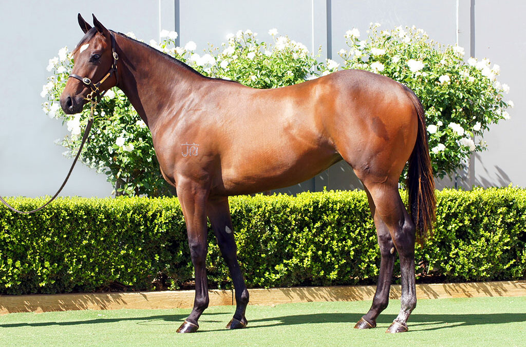 Lot 612: Acrobat x Schifty x Thinker Filly