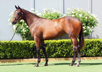 Lot 612: Acrobat x Schifty x Thinker Filly
