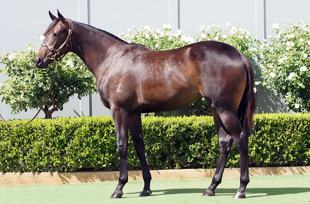 Lot 749: So You Think x Vaishali Filly