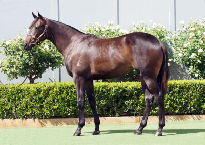 Lot 749: So You Think x Vaishali Filly