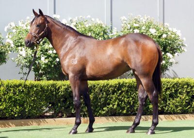 Lot 784: Hellbent x With A Bang Filly