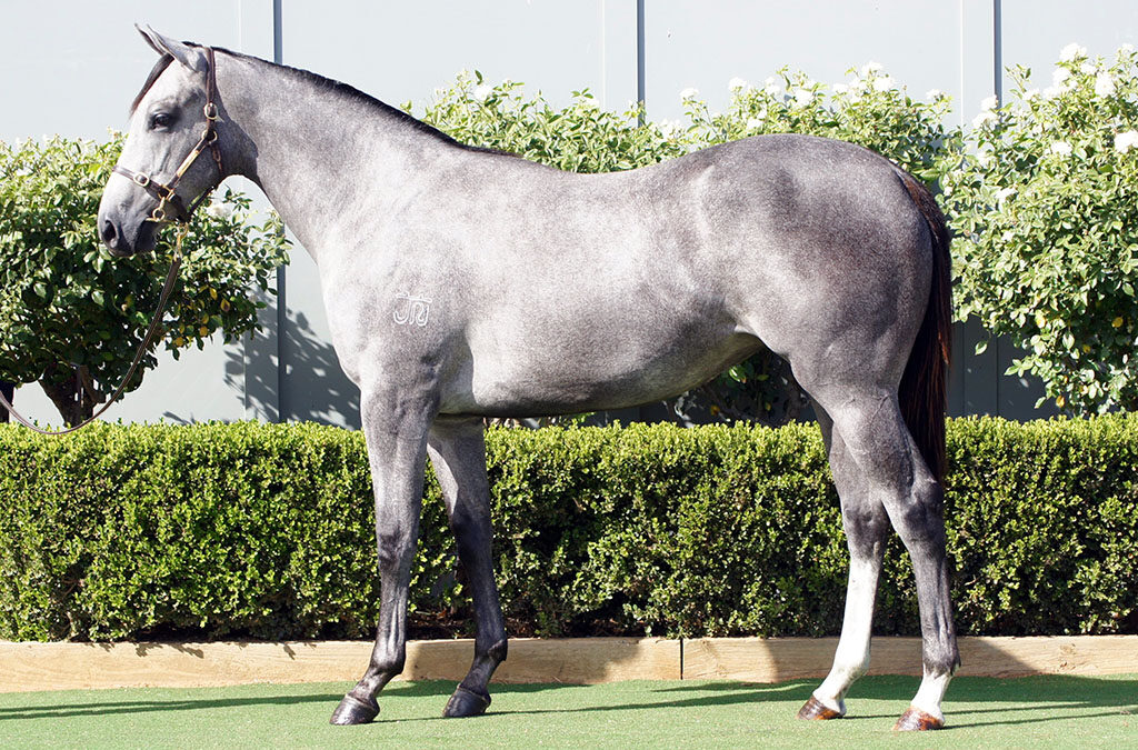 Lot 125: D’Argento x She’s A Storm filly