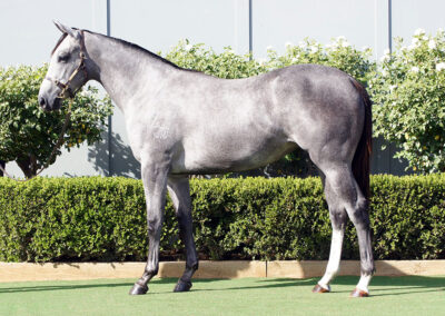 Lot 125: D’Argento x She’s A Storm filly
