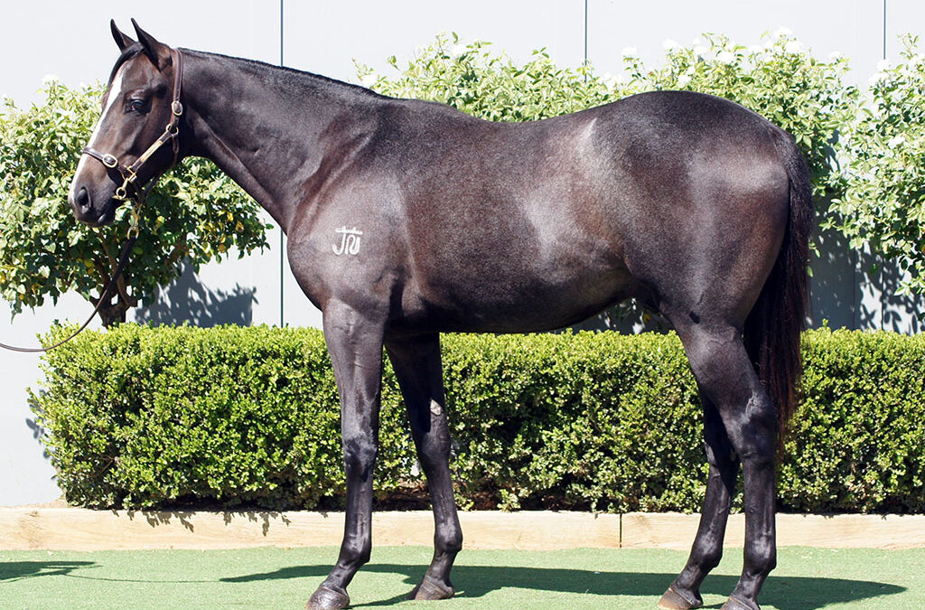 Lot 202: Frosted x Visions colt