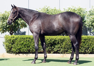 Lot 202: Frosted x Visions colt